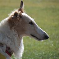 Dog Pet Borzoi Russian