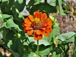 a little orange flower in the foliage