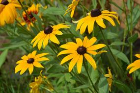 yellow spring garden