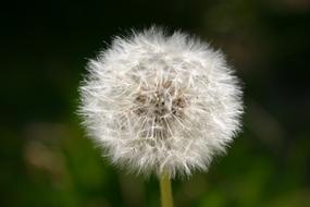 Blossom Bloom Seeds Flying
