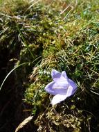 The Lake District Flower