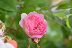 summer rose