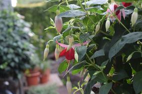 granny garden