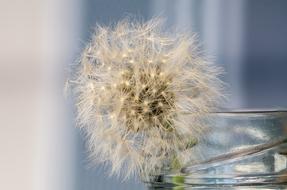 beautiful dandelion fluffy