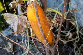 yellow sweet vegetable