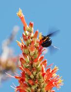 Flowers Blossoms Bee