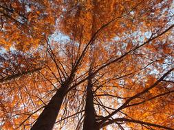 golden autumn blossom