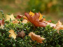 golden leaves on the grass