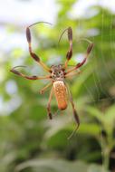yellow spider on the web in the garden