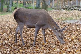 brown deer in the fall