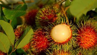 fresh tropical fruit