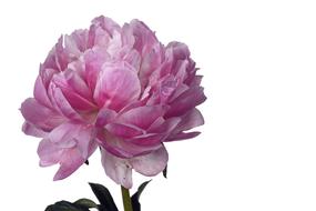 magnificent peony on a white background