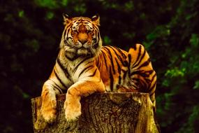Tiger Animal Wildlife
