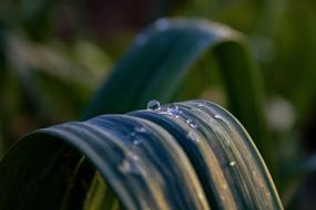 drops of dew on the leaves of the flowers