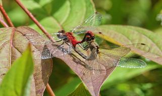 dragonflies trees are beautiful