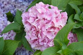 garden plants pink flower