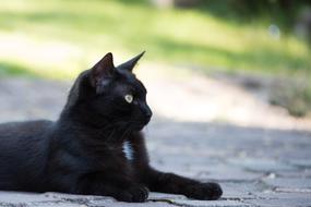 Domestic Cat Black Kitten