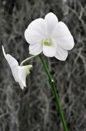 two white flowers on a green stem