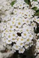White Petals Blooming Spring