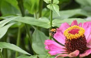 Insect The Bees Nature Honey