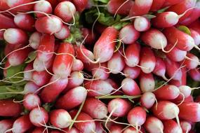 Ripe pink radish