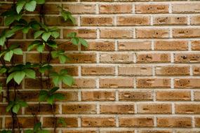 green leaves on the wall