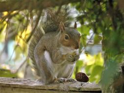 Squirrel Nature Animal