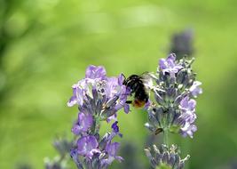 insect on a small flower