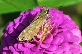 an insect with wings on a flower
