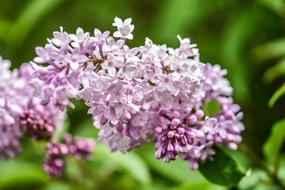 pink flowers on the foliage