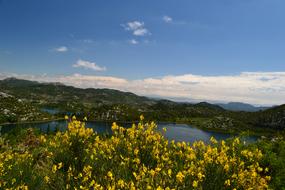 beautiful flowers on a cliff overlooking the lake