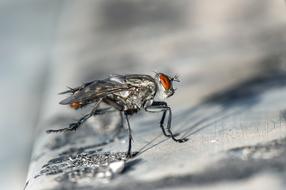 Fly Macro Insect