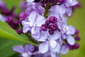 purple flowers in the leaves