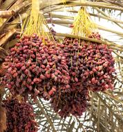 tropical berries on a tree