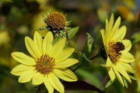Flower Yellow Bee
