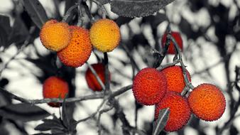 Berries Wild Red Plant