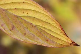Autumn leaf close up