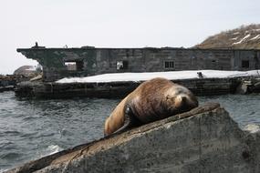 The Steller Sea Lion