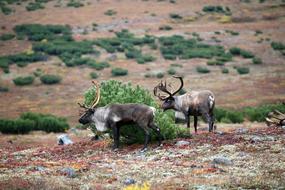 Reindeer The Herd Pasture Horn