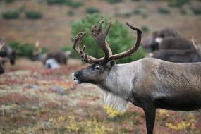 Reindeer The Herd Pasture Horn