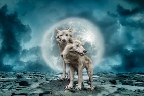 white wolves against the moon