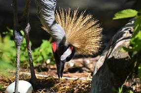 Grey Crowned Crane Baleurica