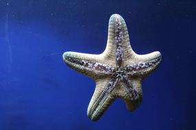 starfish on a blue background