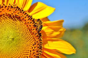 Sunflower Flower Bees