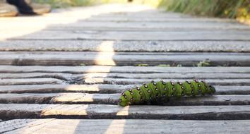 Caterpillar Insect Wildlife