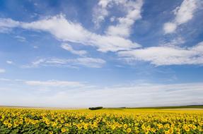 Hungary Sunflower Blossom