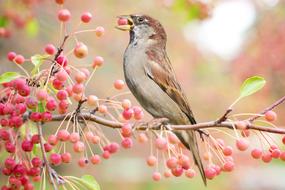 Bird Autumn Fall