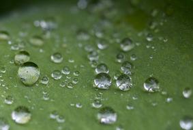 dewdrop leaf