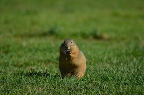 wild gopher on grass