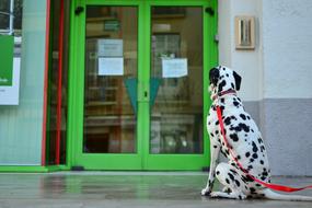 Dog Green Door